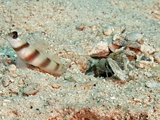Amblyeleotris Steinitzi